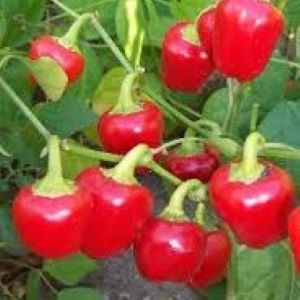 Poivron mini Mini Bell rouge
 Plant en pot de 9x9x10 cm