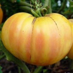 Tomate  blanche Big White Pink Stripes
 Plant en pot de 8X8 cm