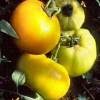 Tomate  jaune de Belgique
 Plant en pot de 8X8 cm