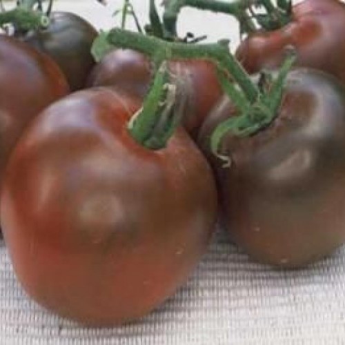 Tomate  noire Black Prince
 Plant en pot de 8X8 cm