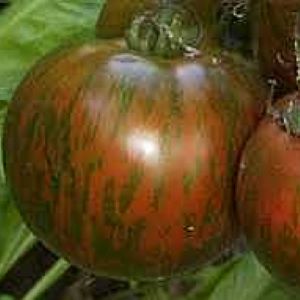 Tomate  noire Black Zebra
 Plant en pot de 8X8 cm