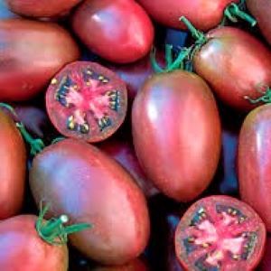 Tomate  noire Purple Russian
 Plant en pot de 8X8 cm
