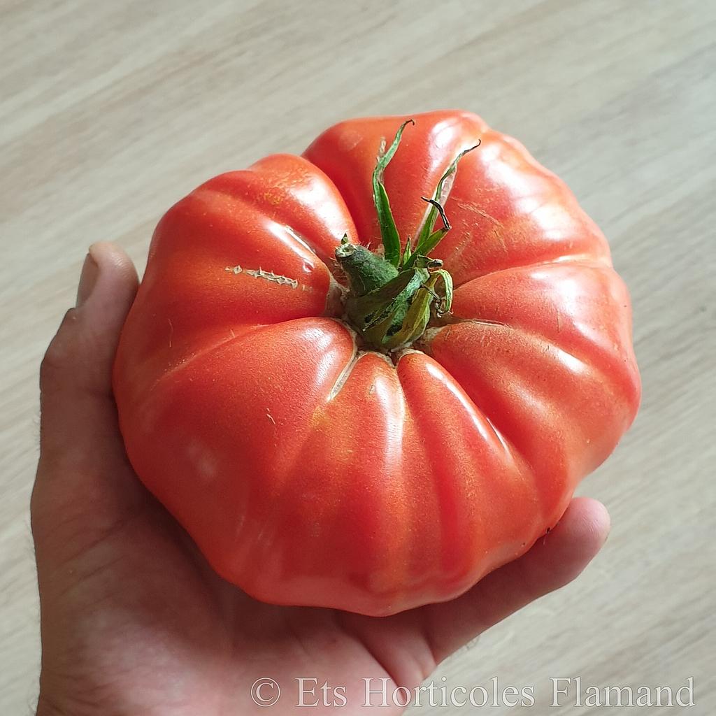 Tomate "énorme"
 Plant en pot de 8X8 cm