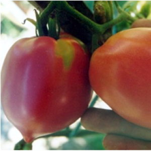Tomate Anna russe
 Plant en pot de 8X8 cm