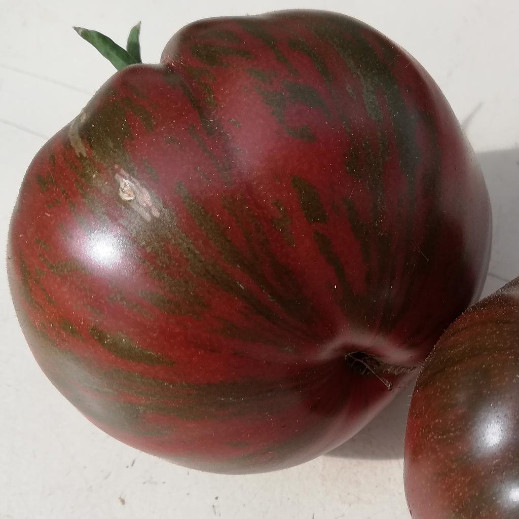 Tomate Berkeley Tie Dye
 Plant en pot de 8X8 cm