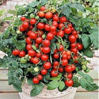 Tomate cerise Bajaja
 Plant en pot de 8X8 cm