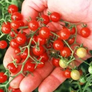 Tomate cerise Groseille 'Red Currant'
 Plant en pot de 8X8 cm