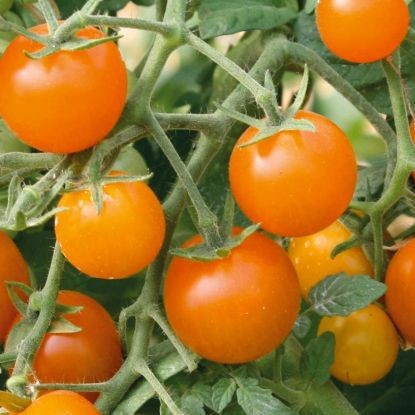 Tomate cerise jaune Clémentine
 Plant en pot de 8X8 cm