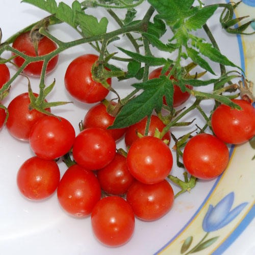 Tomate cerise Koralik
 Plant en pot de 8X8 cm
