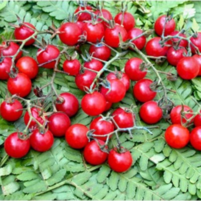 Tomate cerise Matt's Wild Cherry
 Plant en pot de 8X8 cm