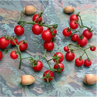 Tomate cerise Petit Moineau
 Plant en pot de 8X8 cm