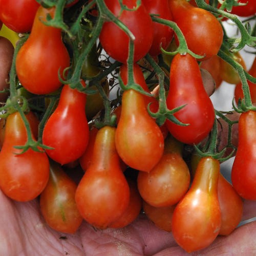 Tomate cerise Red Dwarf Romanian
 Plant en pot de 8X8 cm