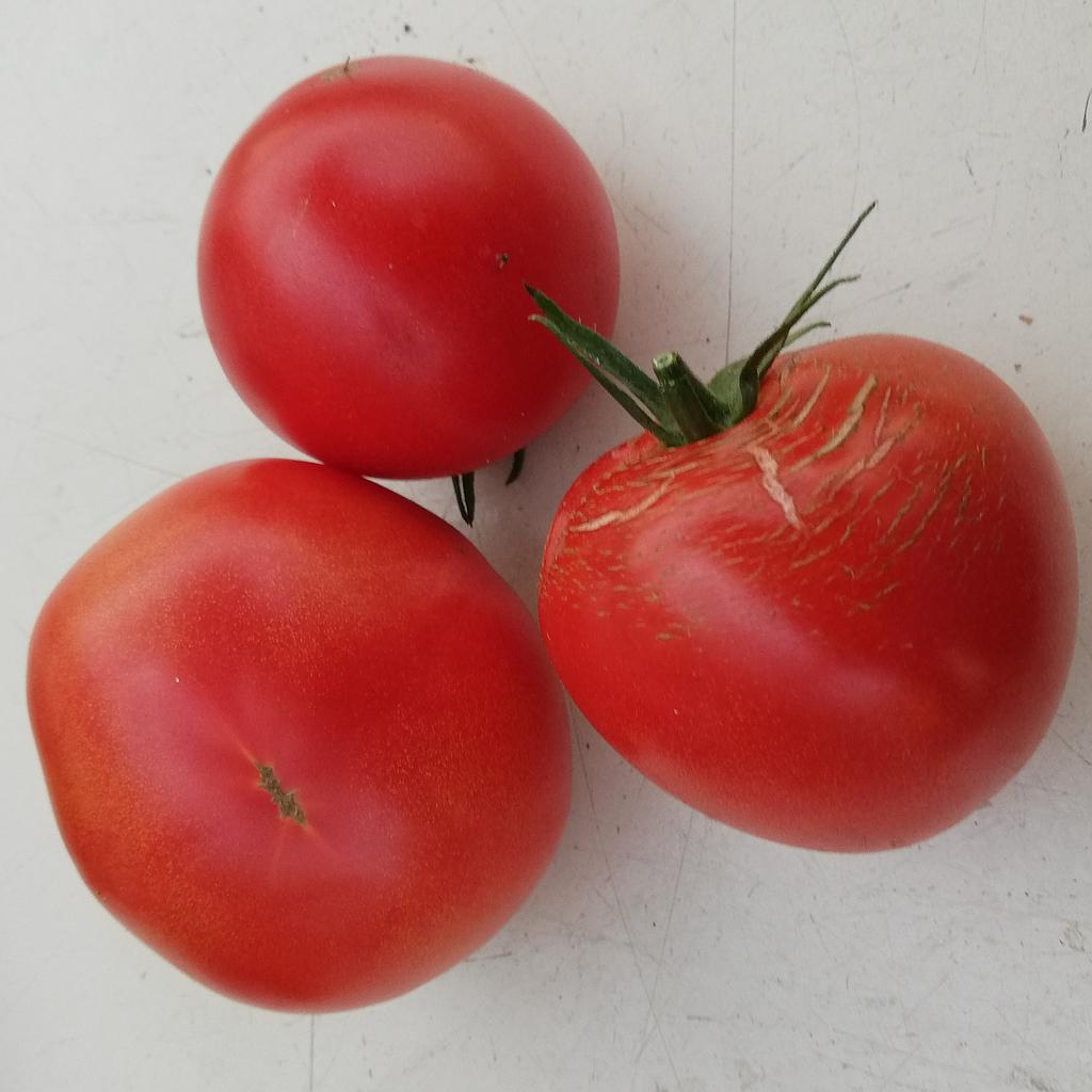 Tomate Charnue de Huy
 Plant en pot de 8X8 cm