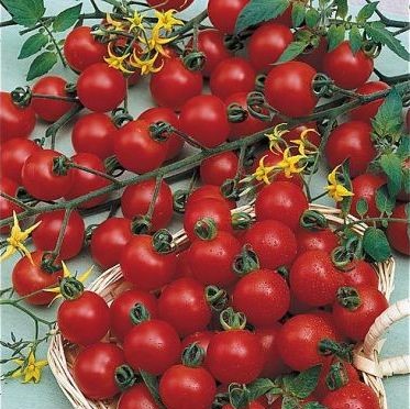 Tomate cocktail Maskotka
 Plant en pot de 8X8 cm