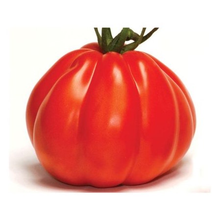 Tomate Coeur d'Albenga
 Plant en pot de 8X8 cm