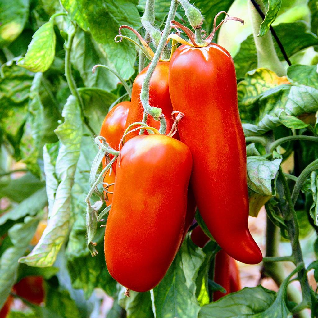 Tomate Cornue des Andes
 Plant en pot de 8X8 cm