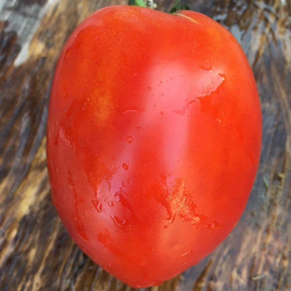 Tomate Giant pear
 Plant en pot de 8X8 cm