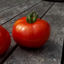 Tomate Gloire de Malines
 Plant en pot de 8X8 cm