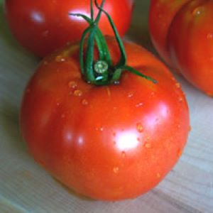 Tomate Ingegnoli Gigente Liscio
 Plant en pot de 8X8 cm