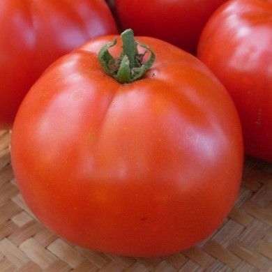 Tomate Manitoba
 Plant en pot de 8X8 cm