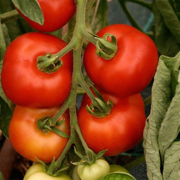 Tomate Matina
 Plant en pot de 8X8 cm