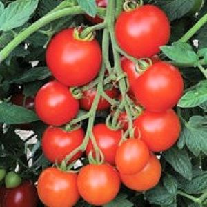 Tomate Mountain Crush F1
 Plant en pot de 9X9 cm