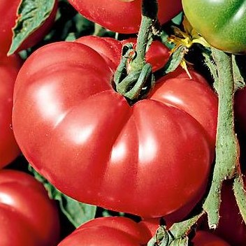 Tomate Omar Libanaise
 Plant en pot de 8X8 cm