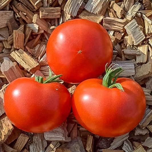Tomate Potager de Vilvorde
 Plant en pot de 8X8 cm