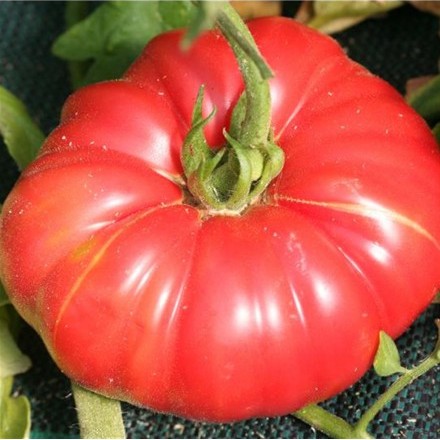 Tomate Potiron écarlate
 Plant en pot de 8X8 cm