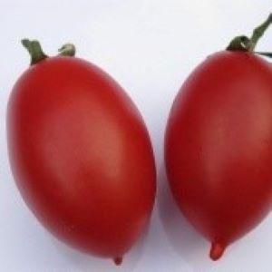 Tomate Prolifique de Falisolle
 Plant en pot de 8X8 cm