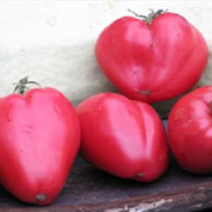 Tomate Reif's Red
 Plant en pot de 8X8 cm