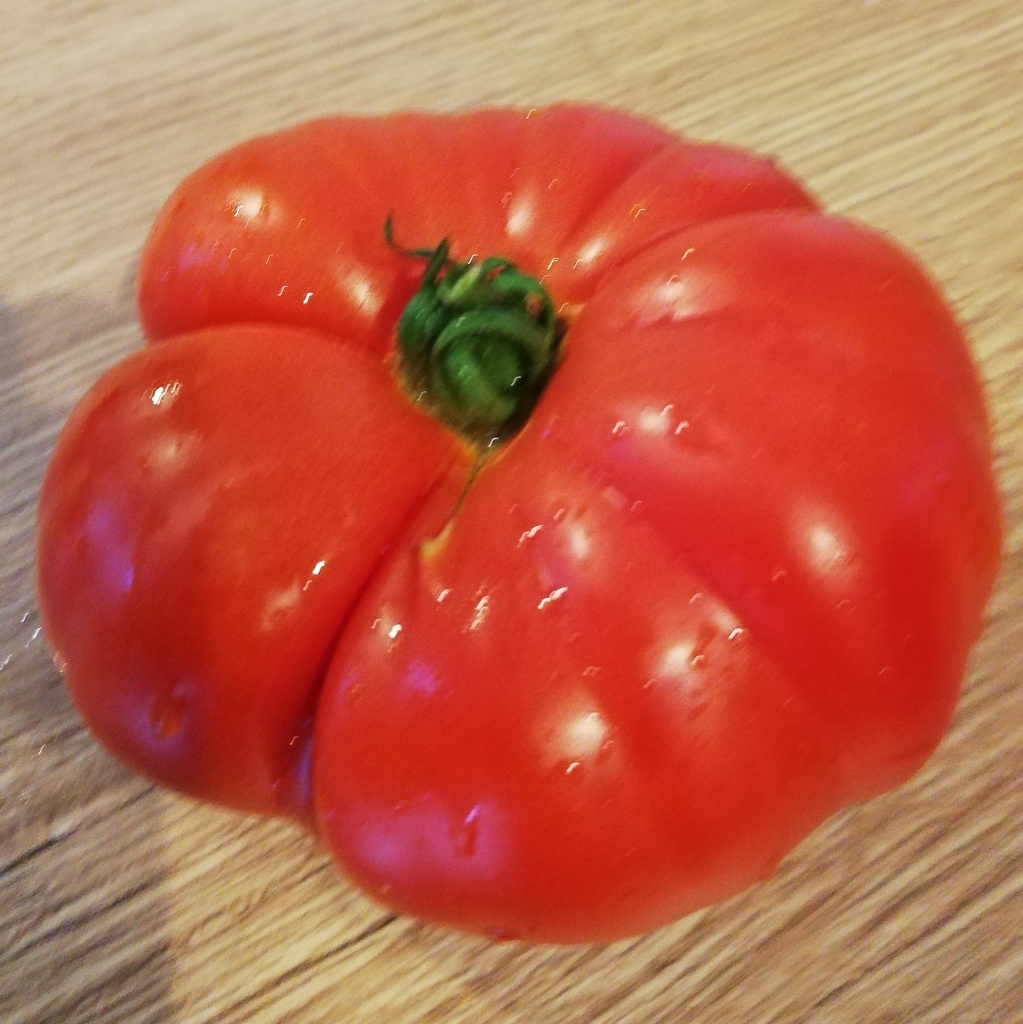 Tomate Rouge de Namur
 Plant en pot de 8X8 cm