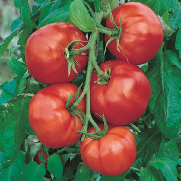 Tomate Saint-Pierre
 Plant en pot de 8X8 cm