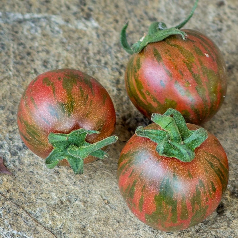 Tomate Violet Jasper
 Plant en pot de 8X8 cm