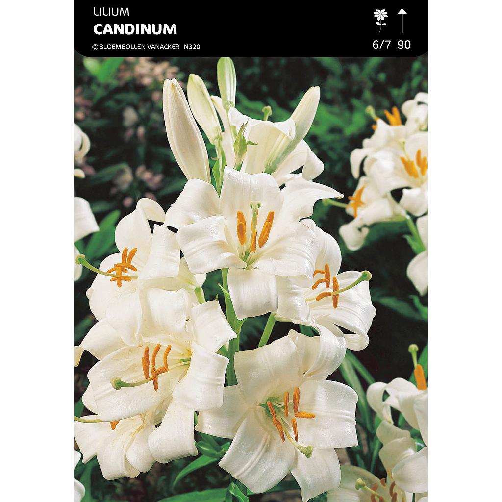 Lis Candidum