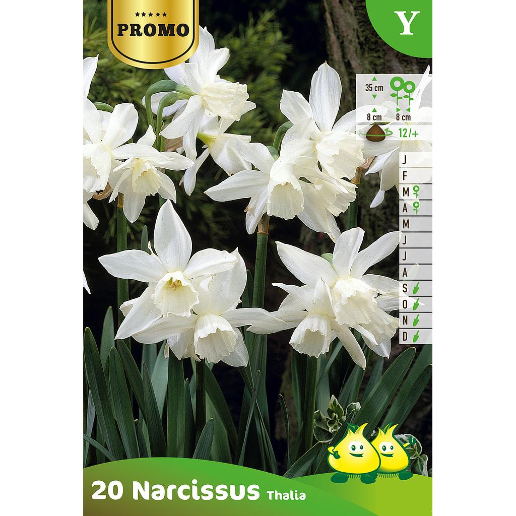 Narcisse Botanique Thalia