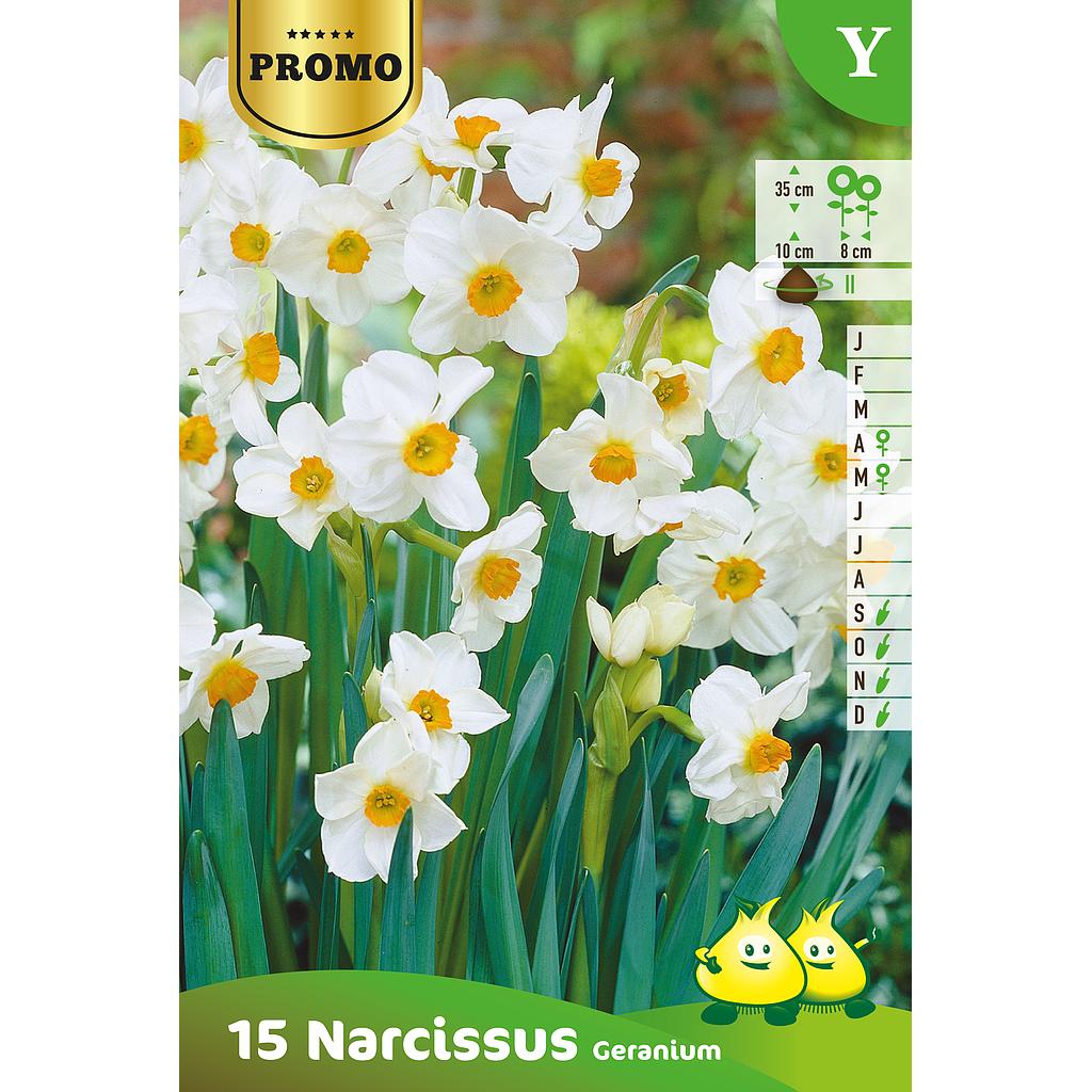 Narcisse En Grappe  Geranium