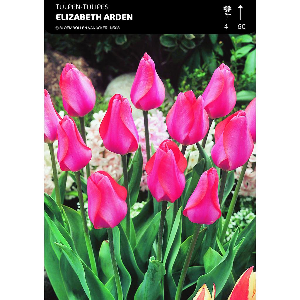 Tulipe Darwin Elizabeth Arden