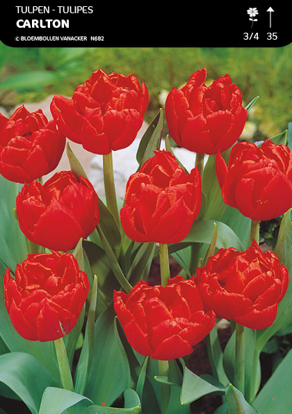 Tulipe Double Carlton
