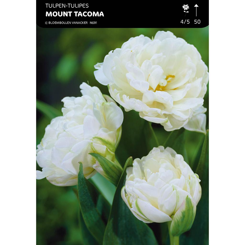 Tulipe Double Mount Tacoma
