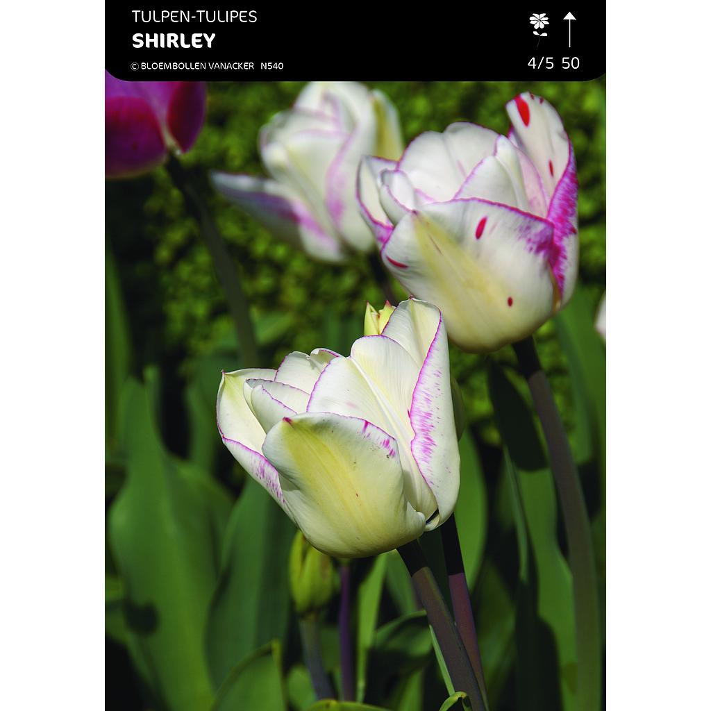Tulipe Double Shirley