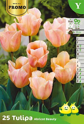 Tulipe Simple Hâtive Apricot Beauty