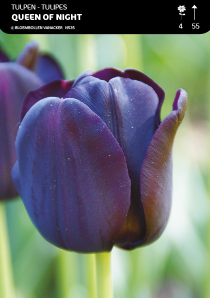 Tulipe Simple Tardive Queen of Night