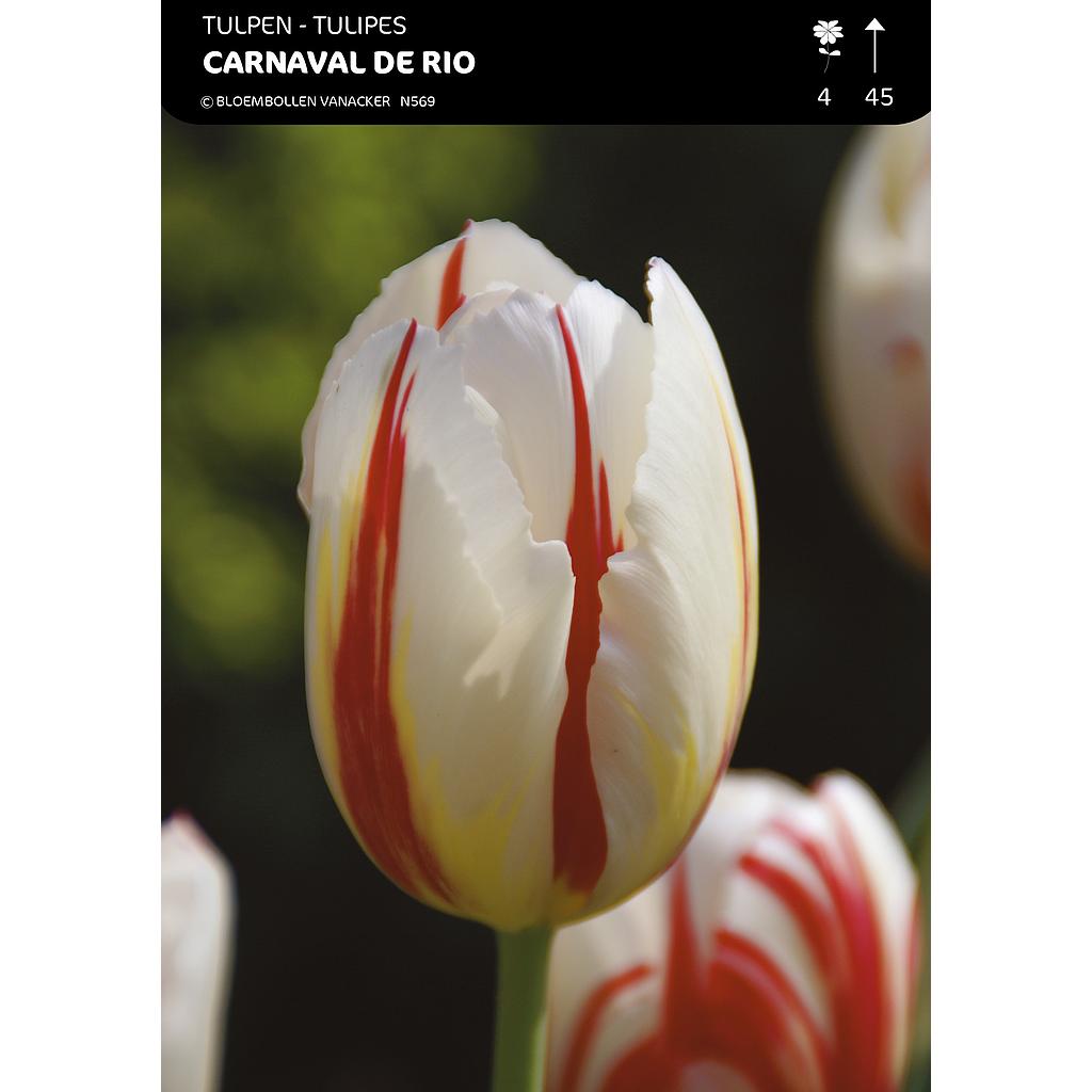 Tulipe Triomphe Carnaval De Rio