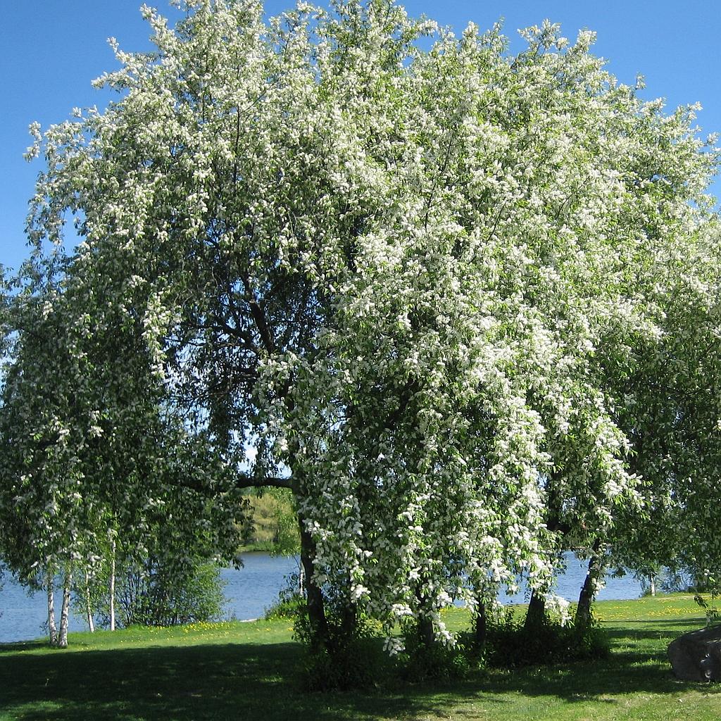 Prunus padus. 50-80 1+1 RN