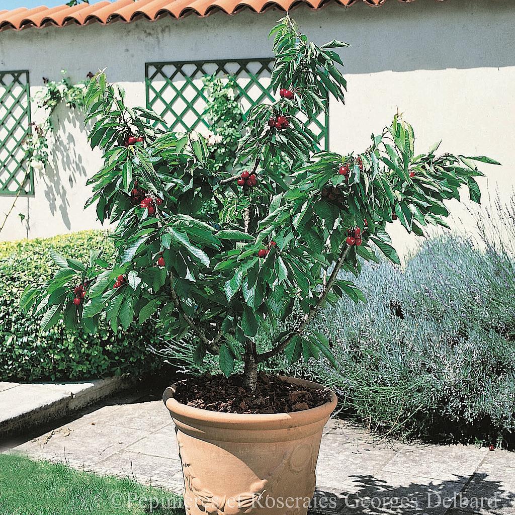Cerisier touffe  Delbard Garden Bing® 10 L