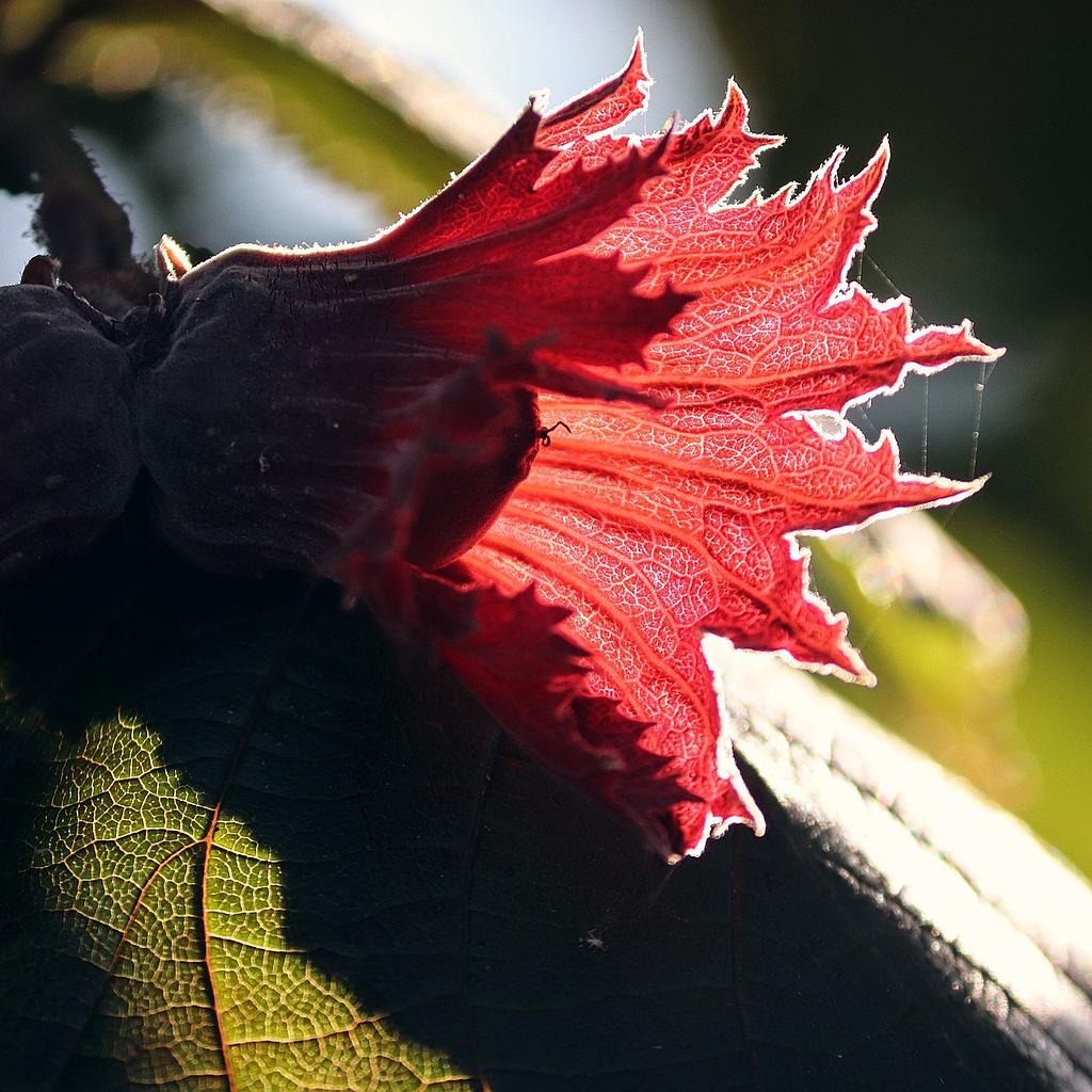 Noisetier3-4 branches  Rouge de Zeller 5 L