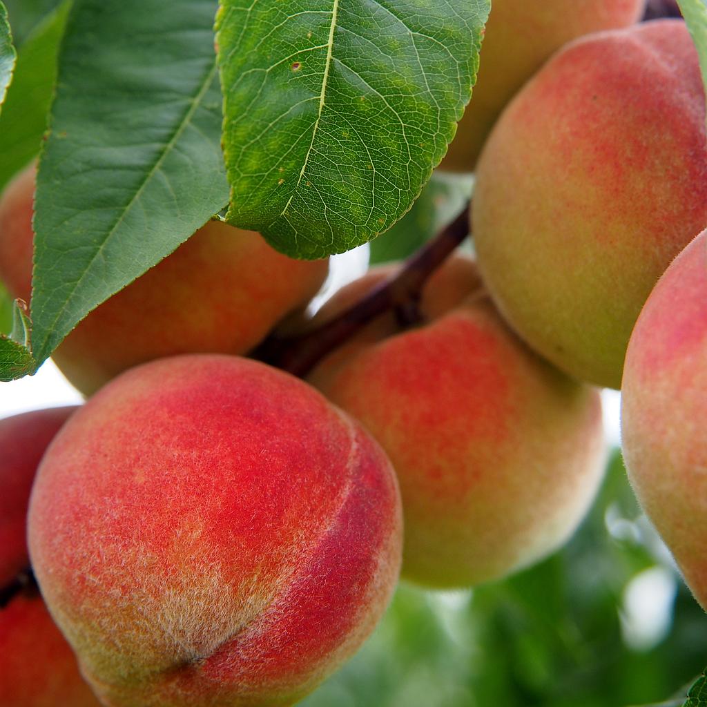 Pêcher demi-tige 6-8  Fertile de septembre RN