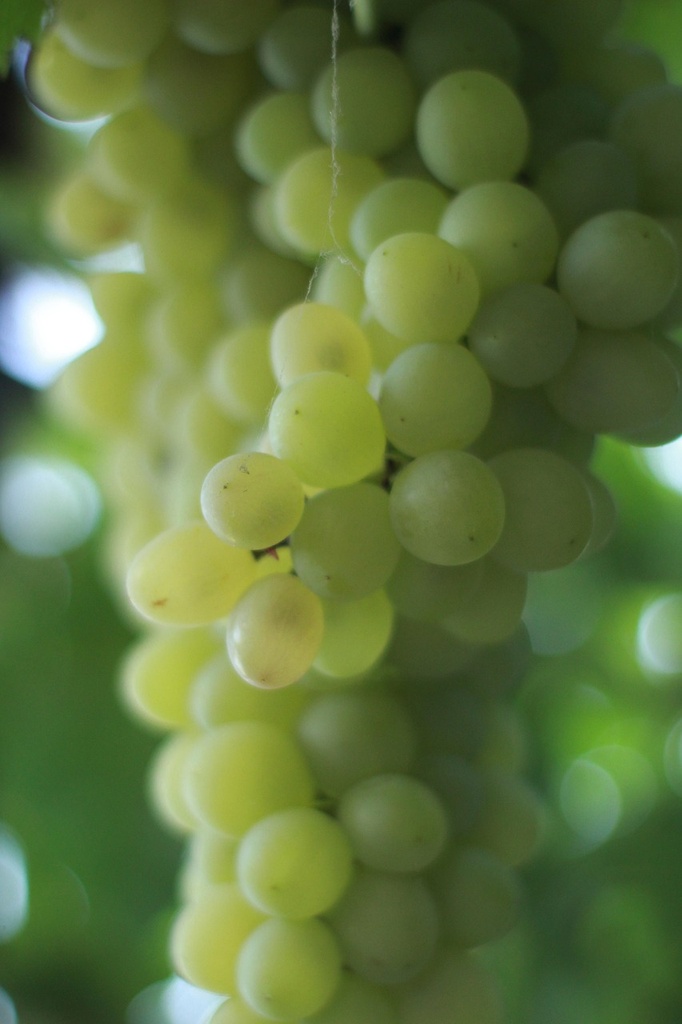 Vigne80-100  Palatina® 3 L