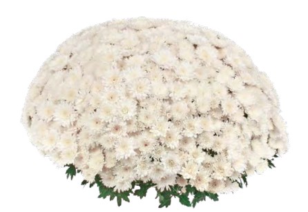 Floréol Blanc